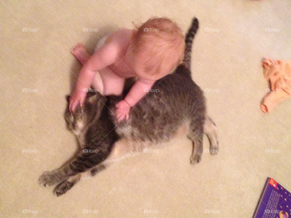 Toddler loving on a cat