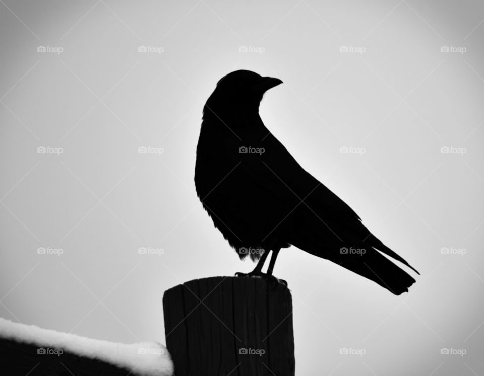 A black and white silhouette of a crow with some snow on the fence. This is an ominous photo that had a simple yet dramatic mood.
