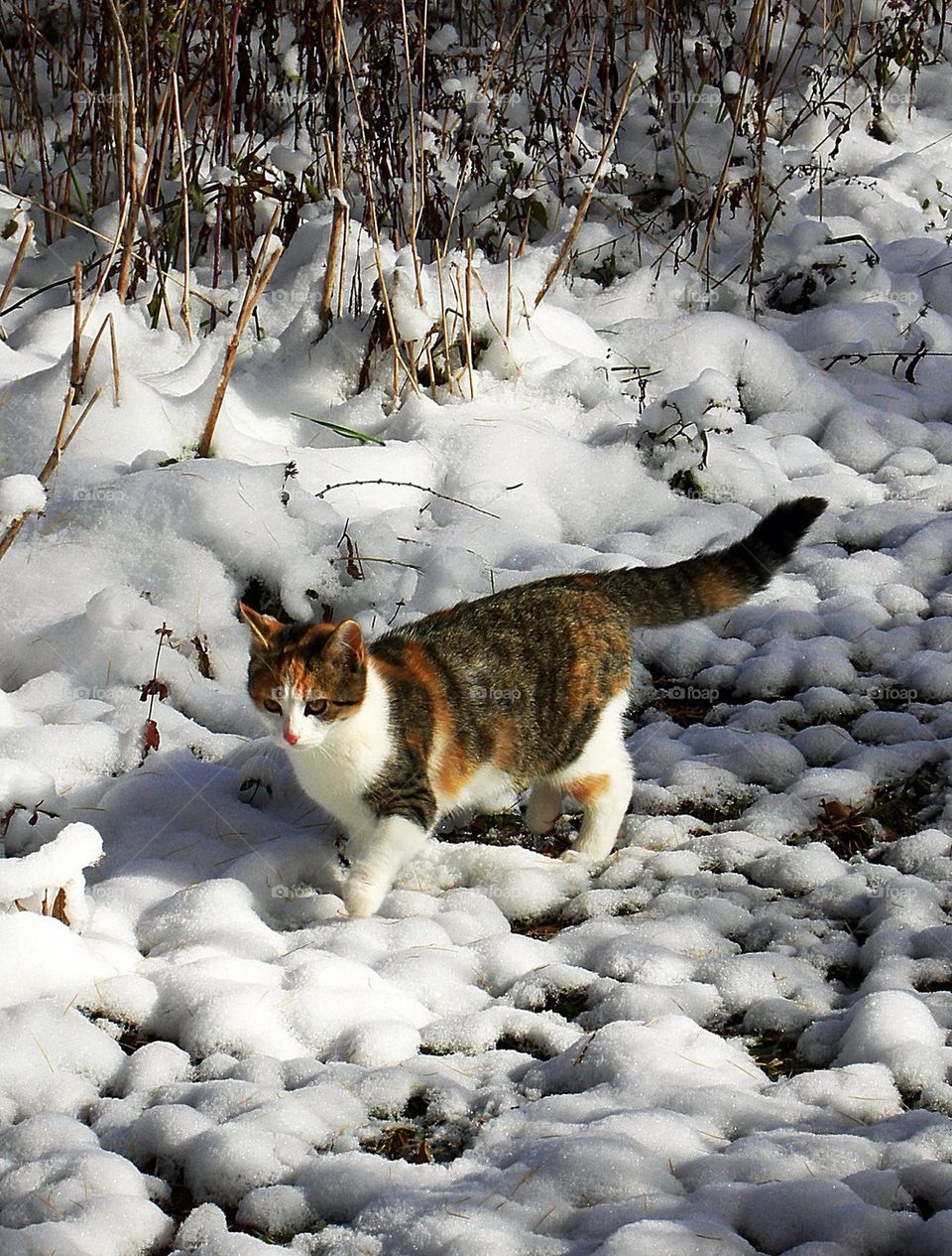 Snow Kitty