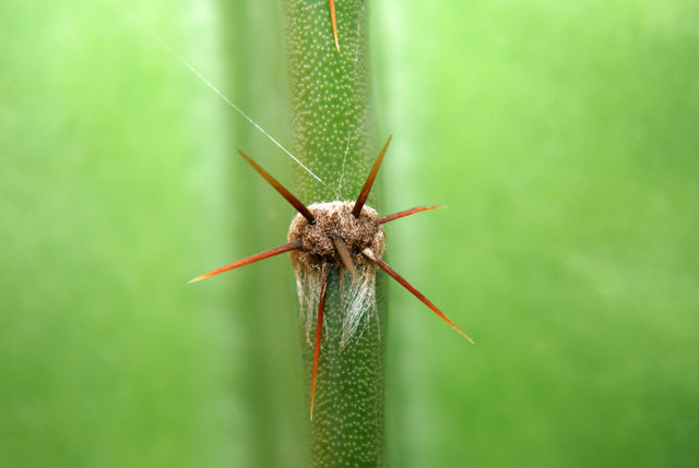The Cactus