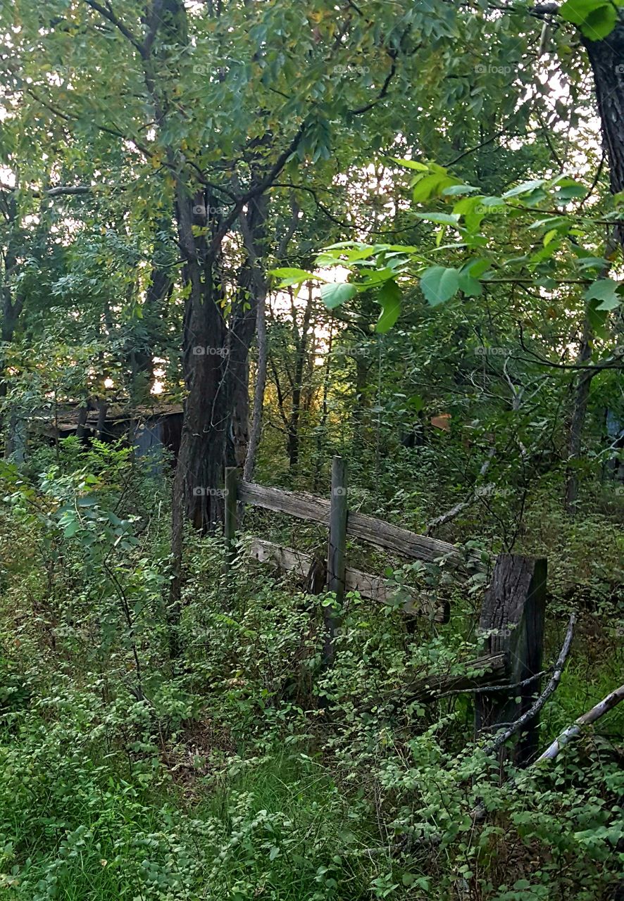 Old corral fence long gone and overgrown by mother nature.  But in its day I'm sure it stood with strength.