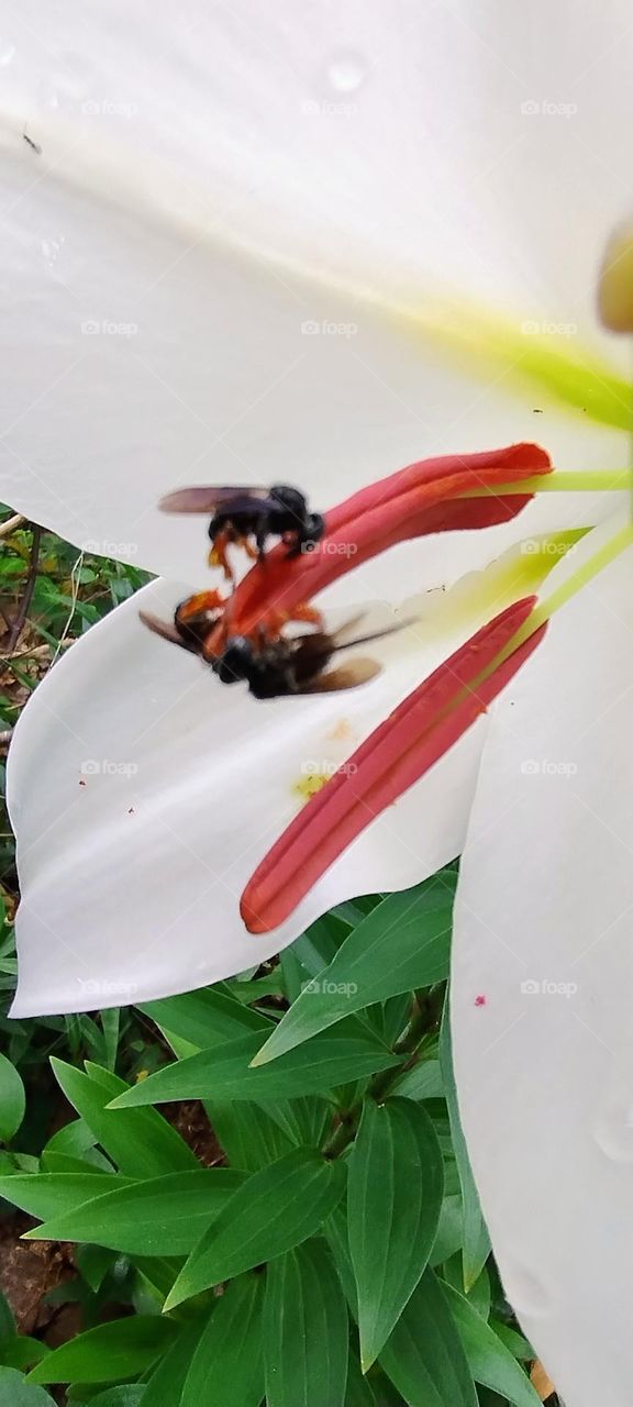 bees collecting poken
