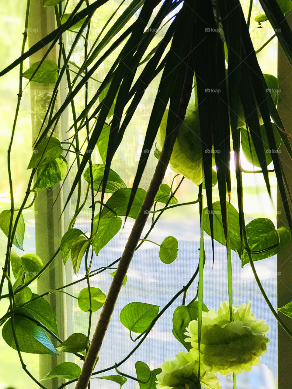 Closeup shot of Dracaena and Philodendron houseplants. These indoor plants in my front window get lots of sunlight and provide a natural green screen. 