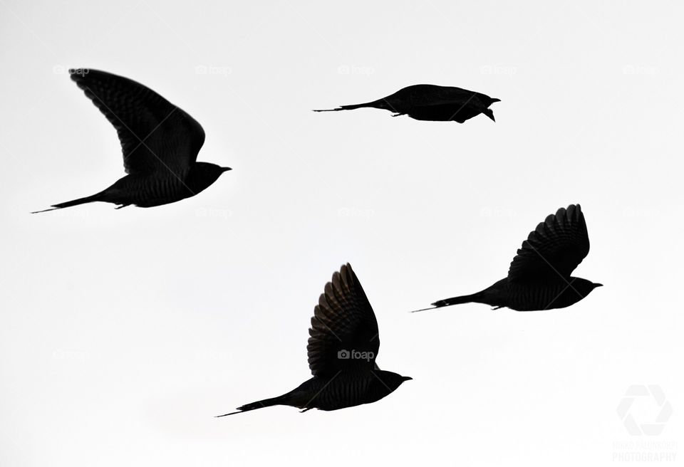 Silhouette of flying cuckoos in black and white (composite image)