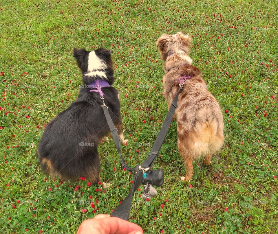 Two Australian Shepards on a walk