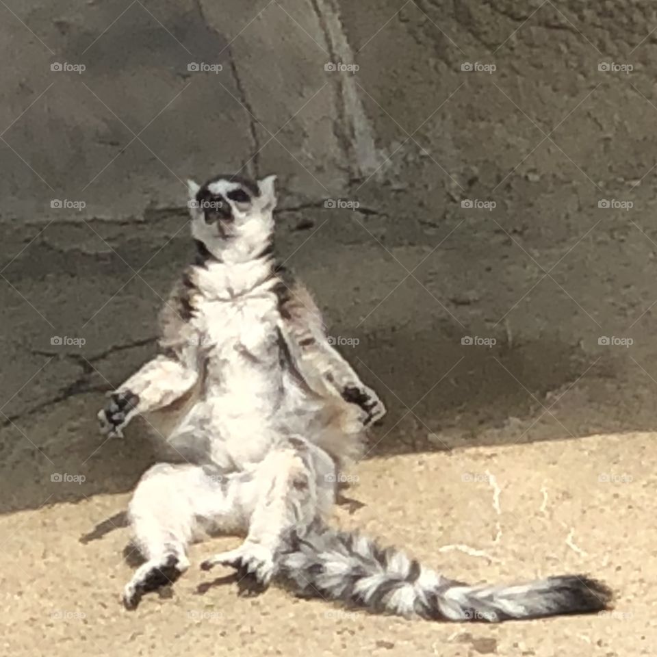 Zen lemur