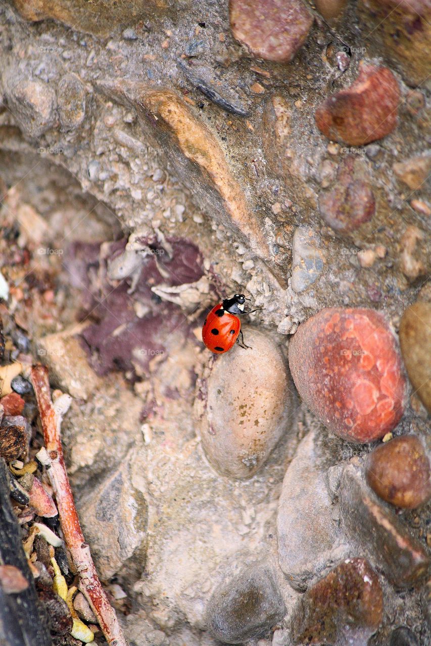 Lady Bug. This cute little lady just bugging around on a stone wall.