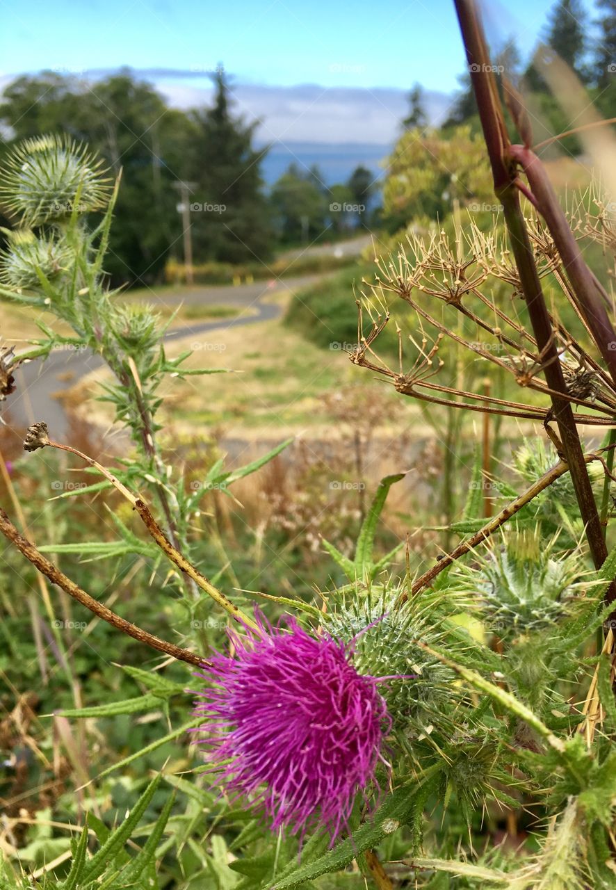Thistle