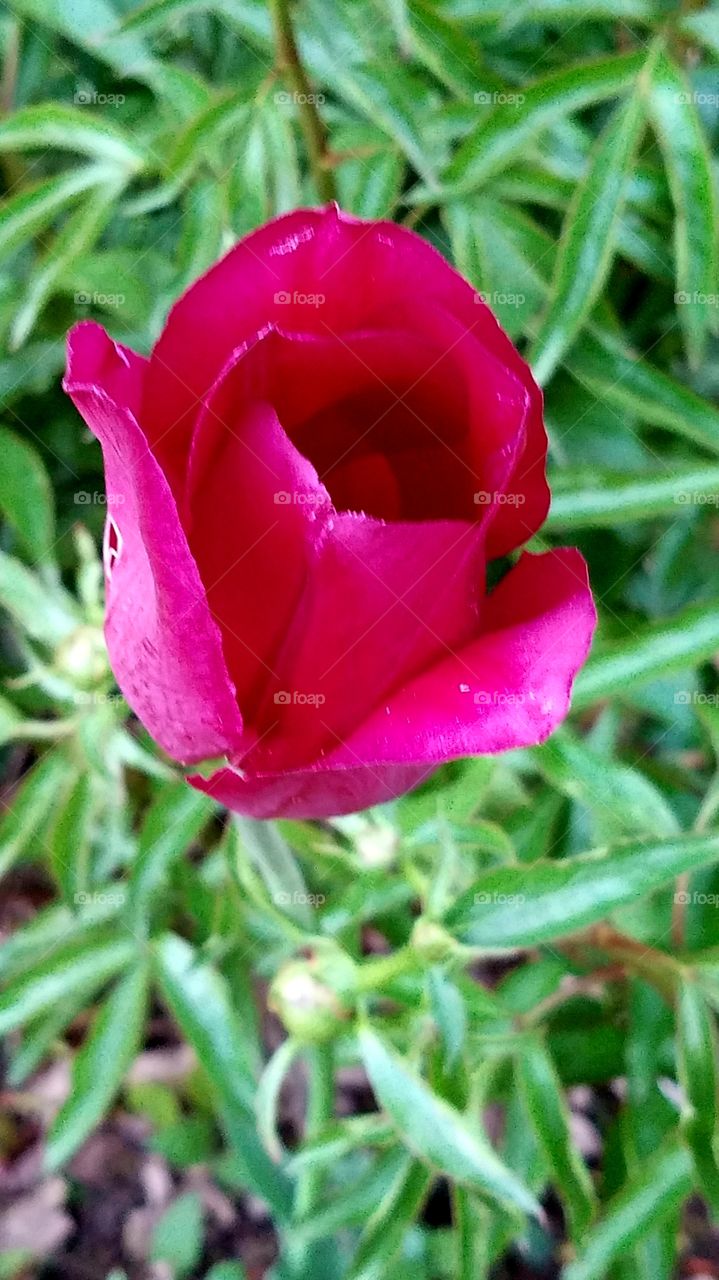 Tulip