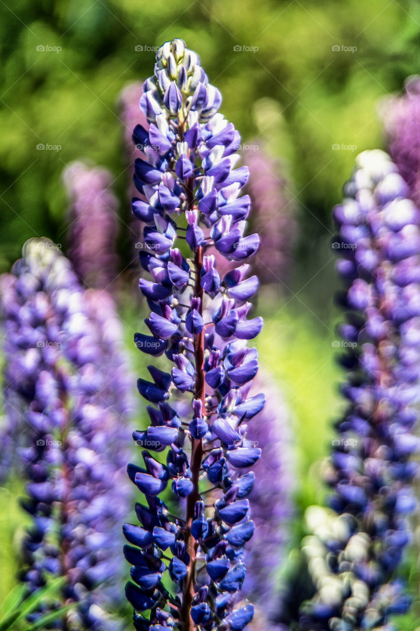 Blue Lupine Flower