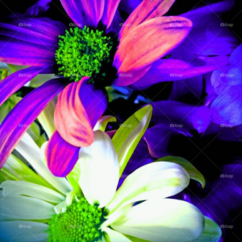 Flower, Nature, Summer, Flora, Beautiful