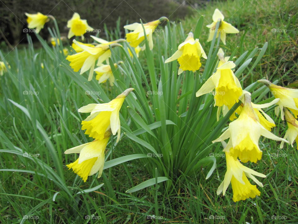 Nature, Easter, Grass, Leaf, Daffodil