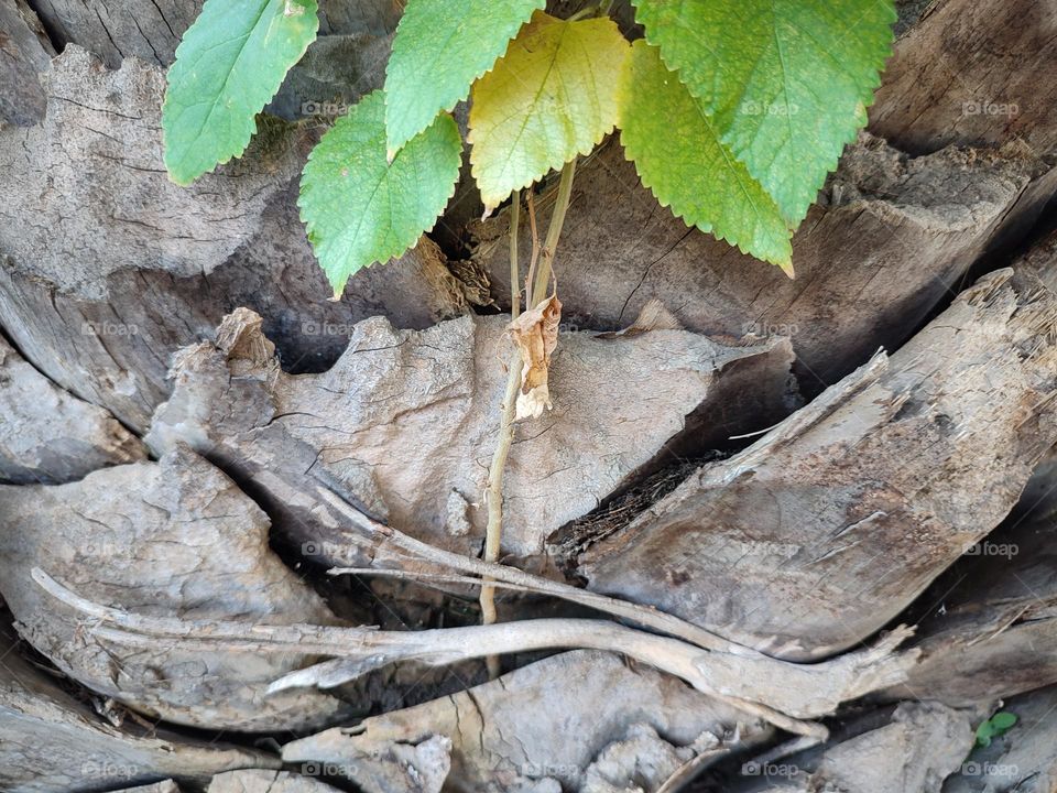 Plant growing out palm tree