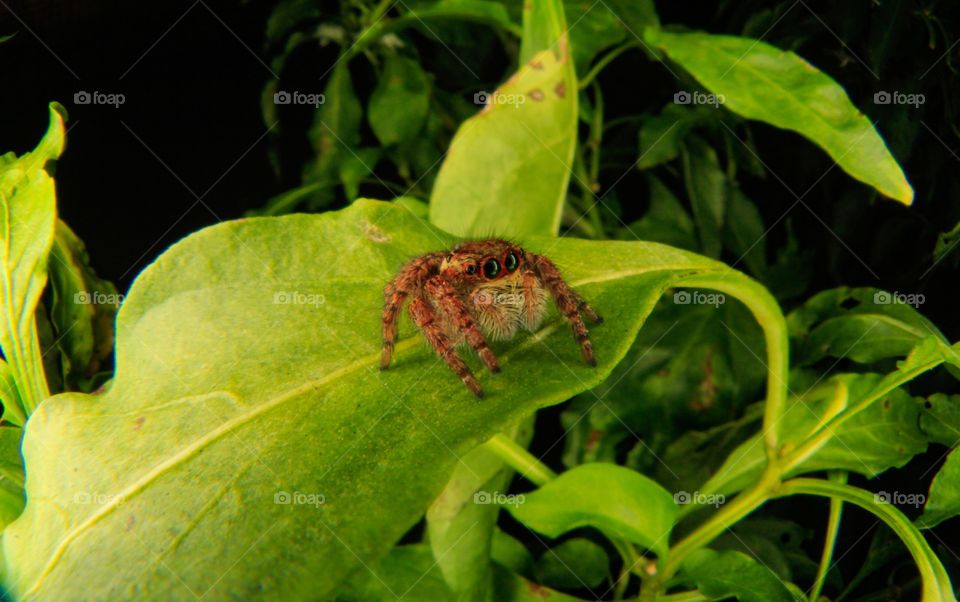 Little spider 
