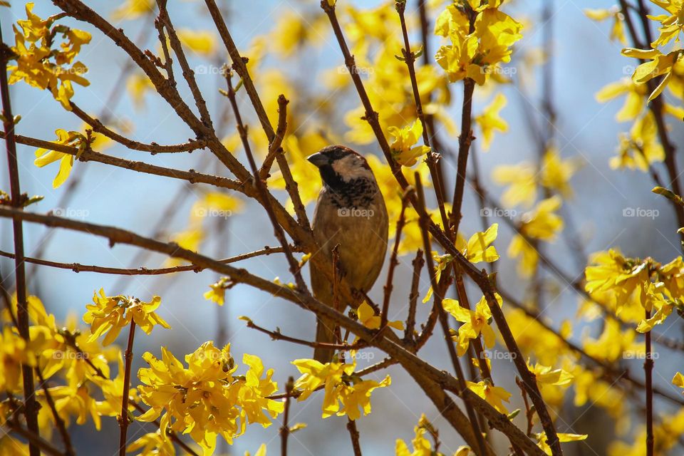 Sparrow at the branch of a blooming yellow tree