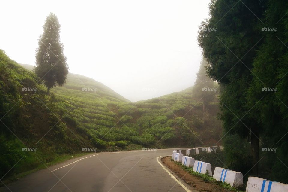 Road passing from tea gardens. Darjeeling.