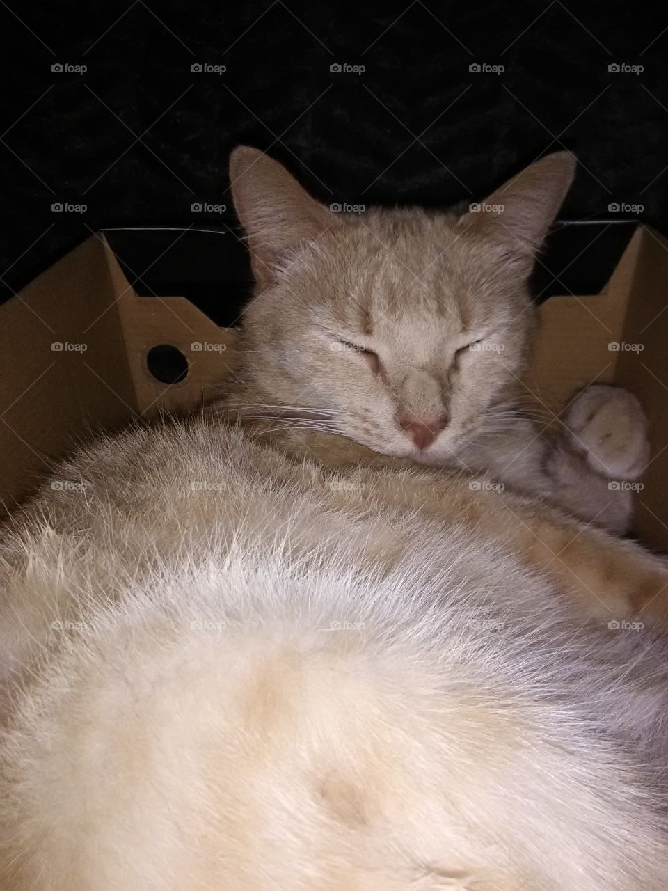 sleeping kitty in a shoe box