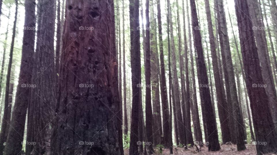 Massive Tall trees