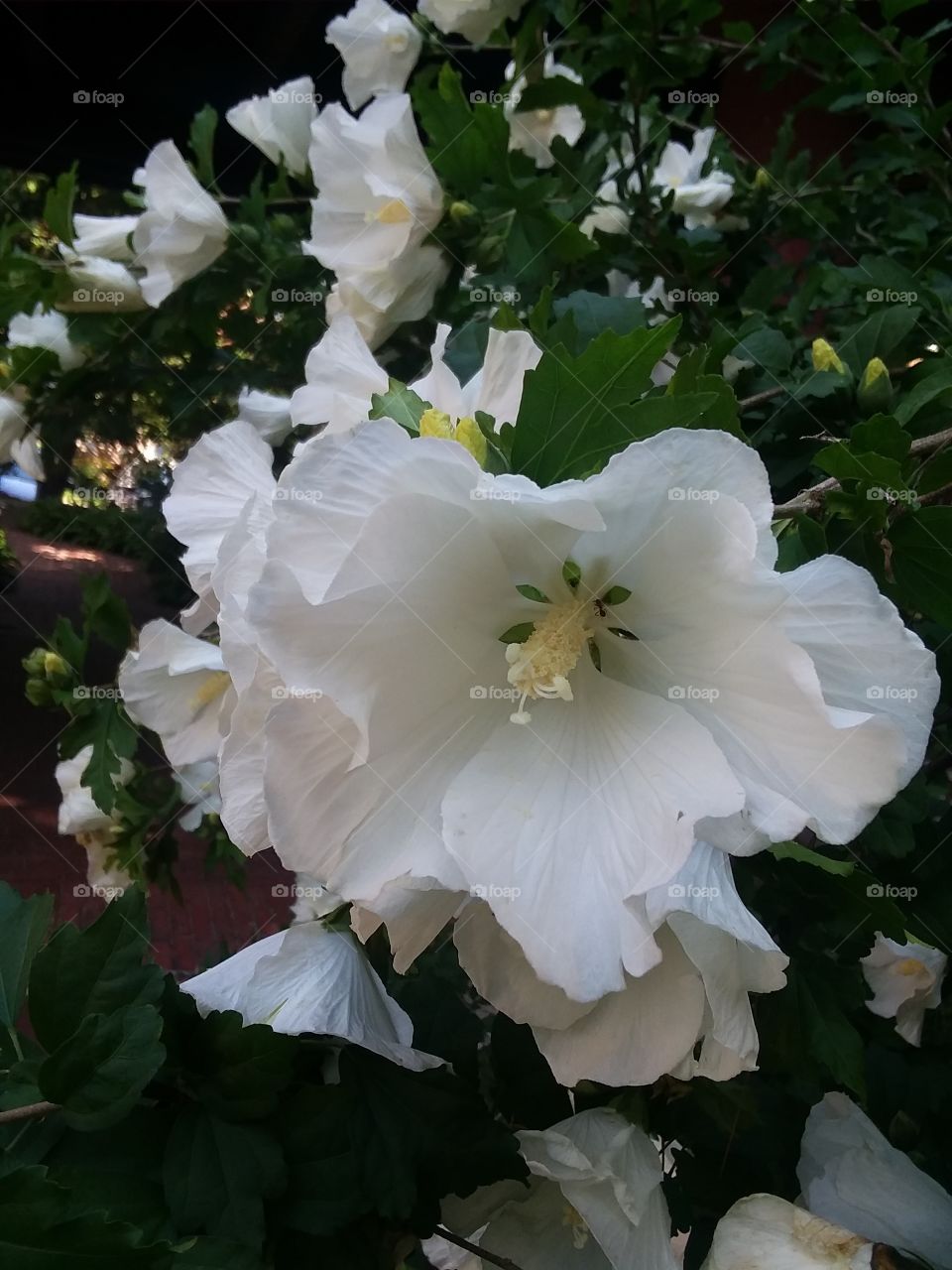 rose of sharon