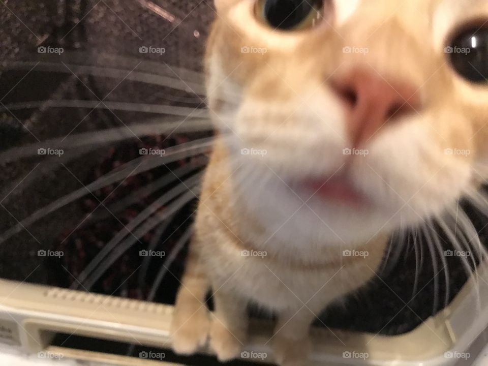 Cat in dryer