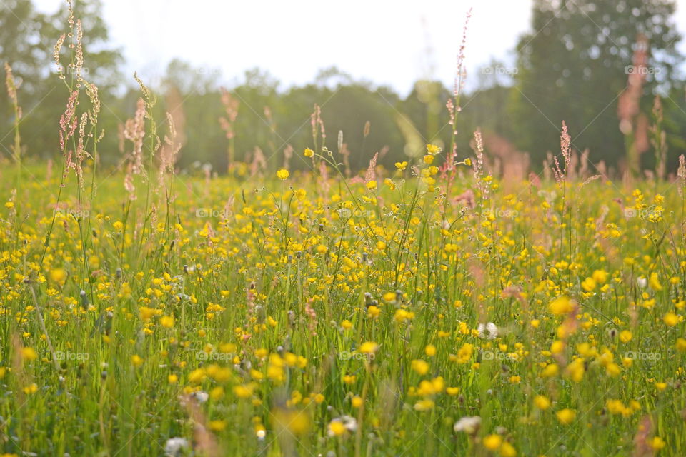 Beautiful summer field