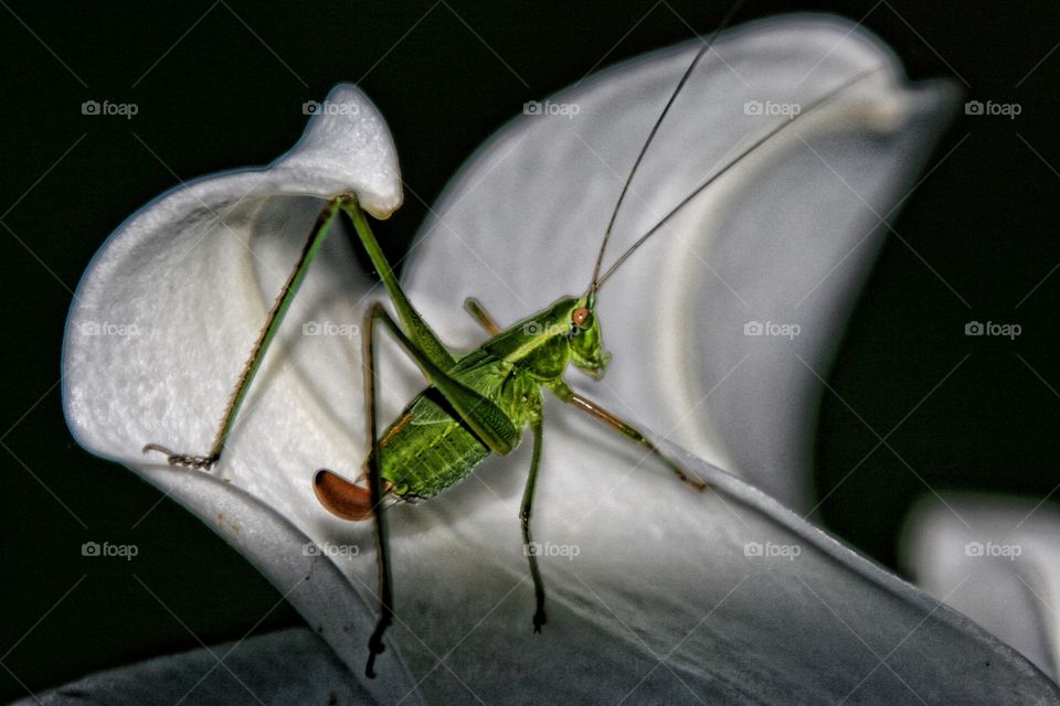 Grasshopper 