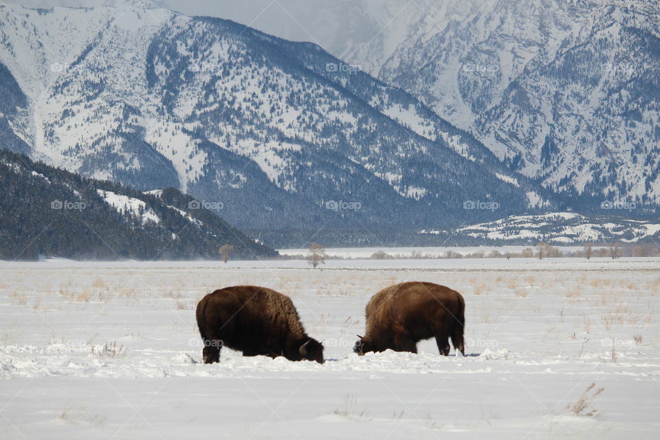 Two American Bison in Wyoming wilderness
