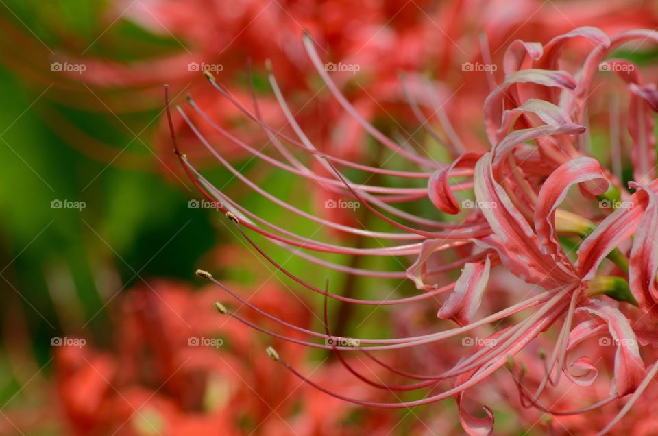 Detail of red flower