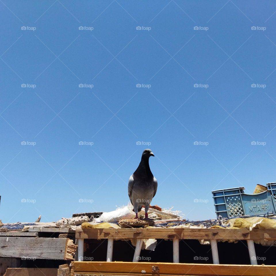 a beautiful pigeon looking at camera