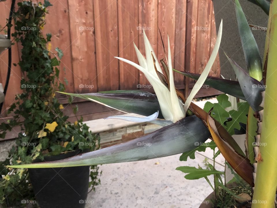 Birds of paradise in our backyard