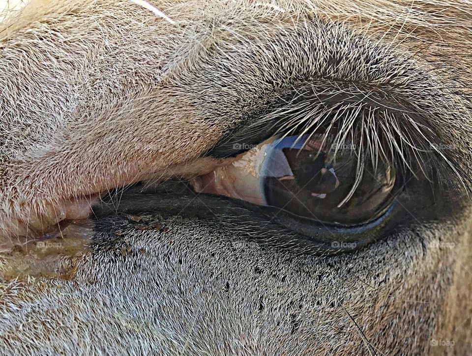 Face of the sweetest donkey. 