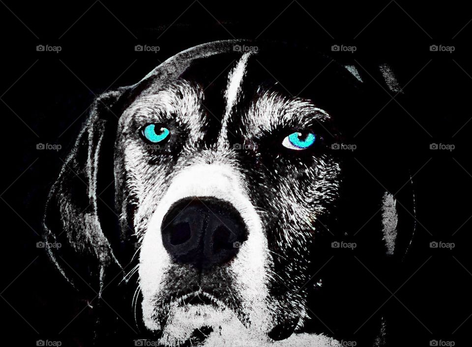 Beautiful Pointer dog with a wise expression done in Black and White.