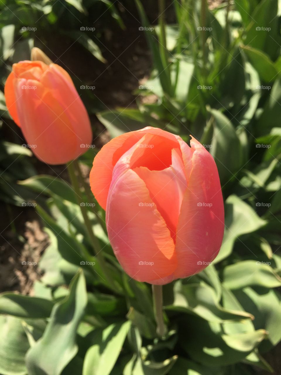 A bright orange summer tulip captured at a tulip festival a few months back in Oregon. 