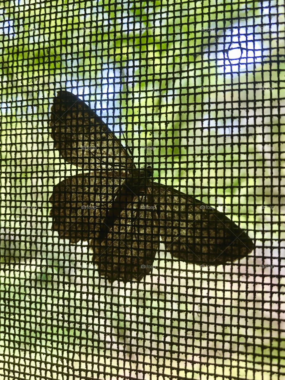 Moth on window screen 