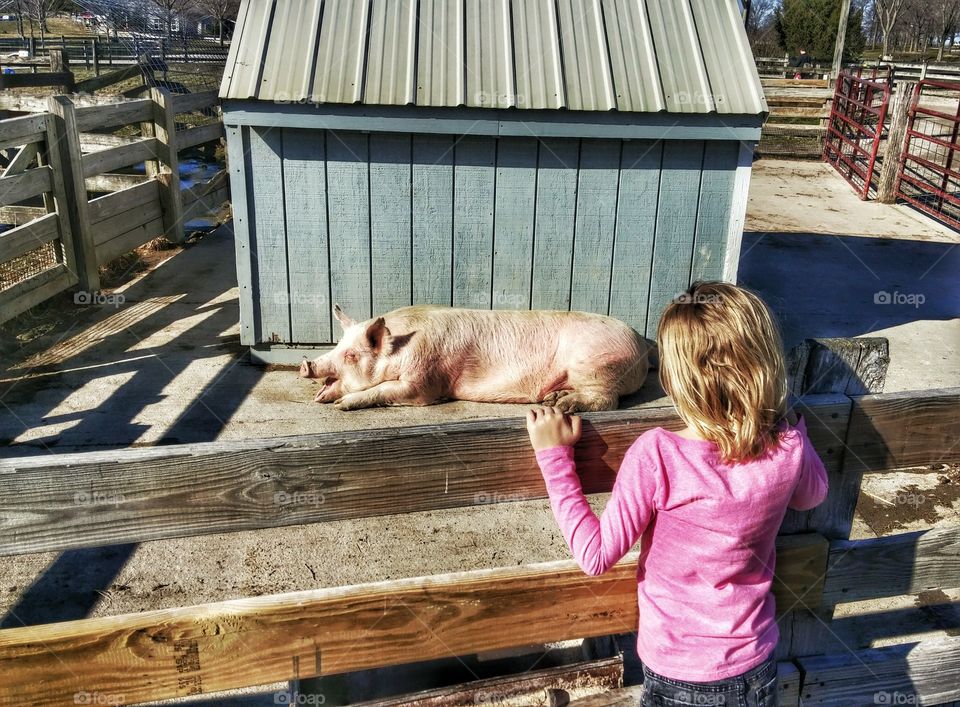 Looking at Pigs