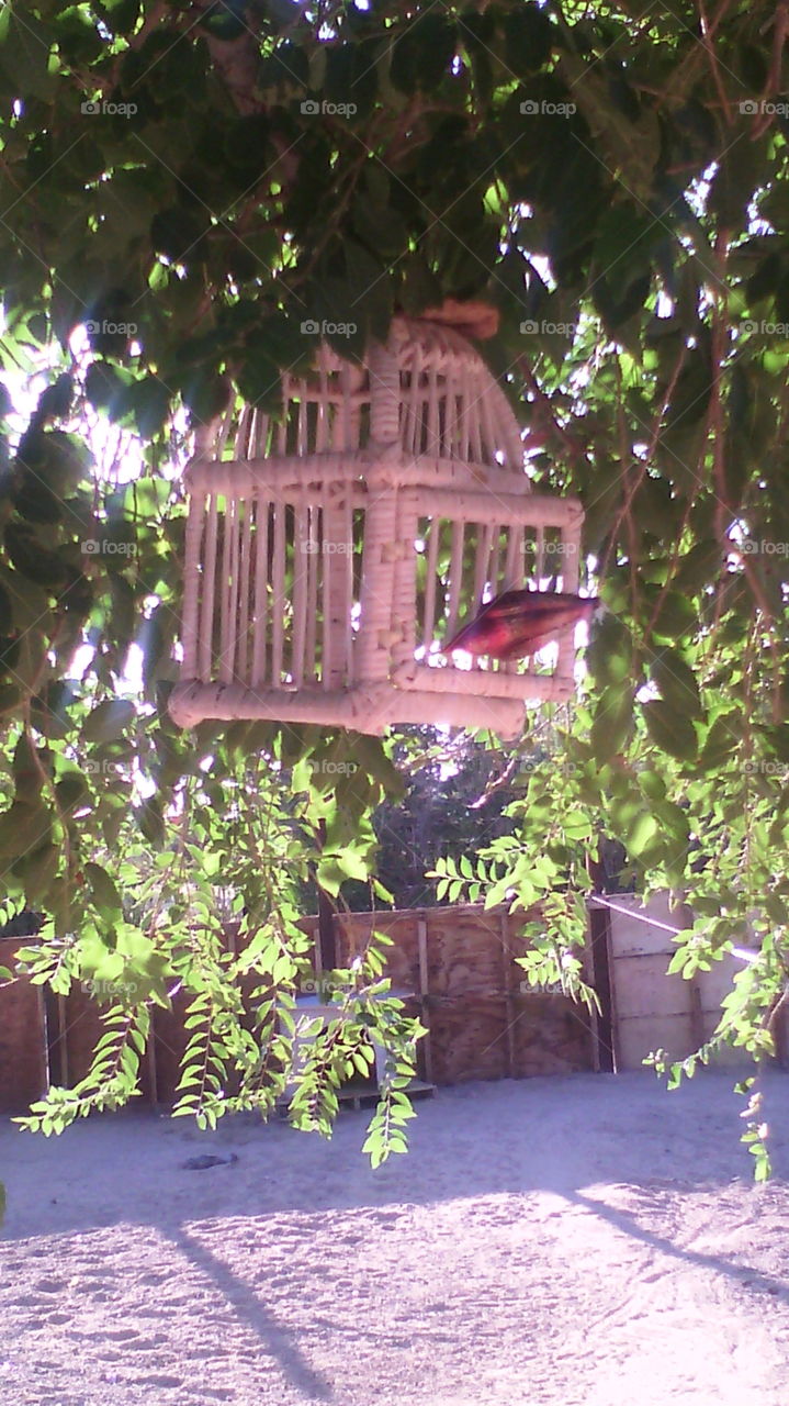 birdcage in a tree. I took this picture right outside of my moms house in her tree