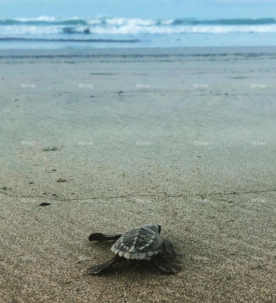 Baby turtle