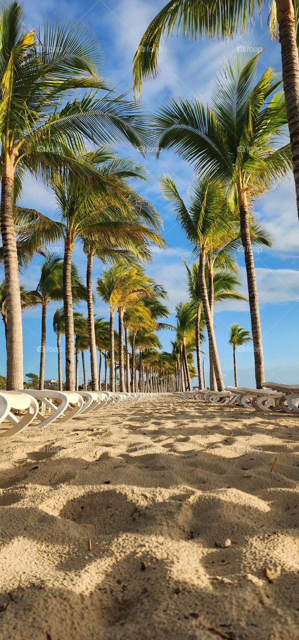 reposeras y palmeras en el caribe