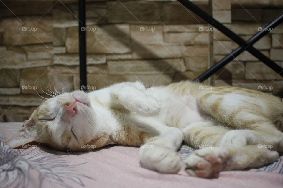A sleeping cat on the a pink bed with bricked walls