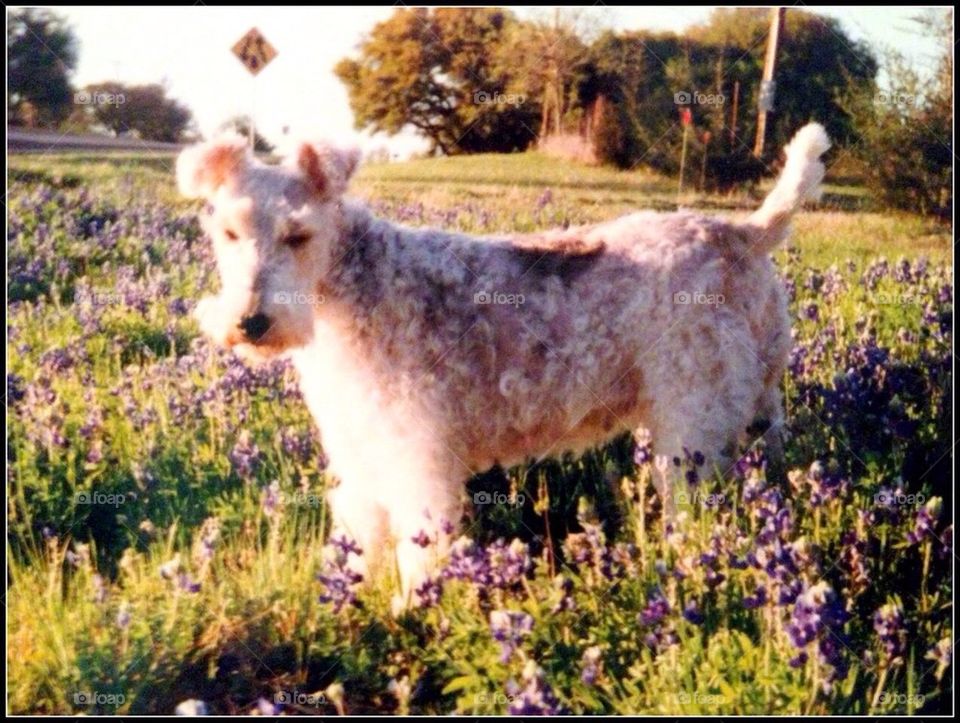 Lace in Bluebonnets