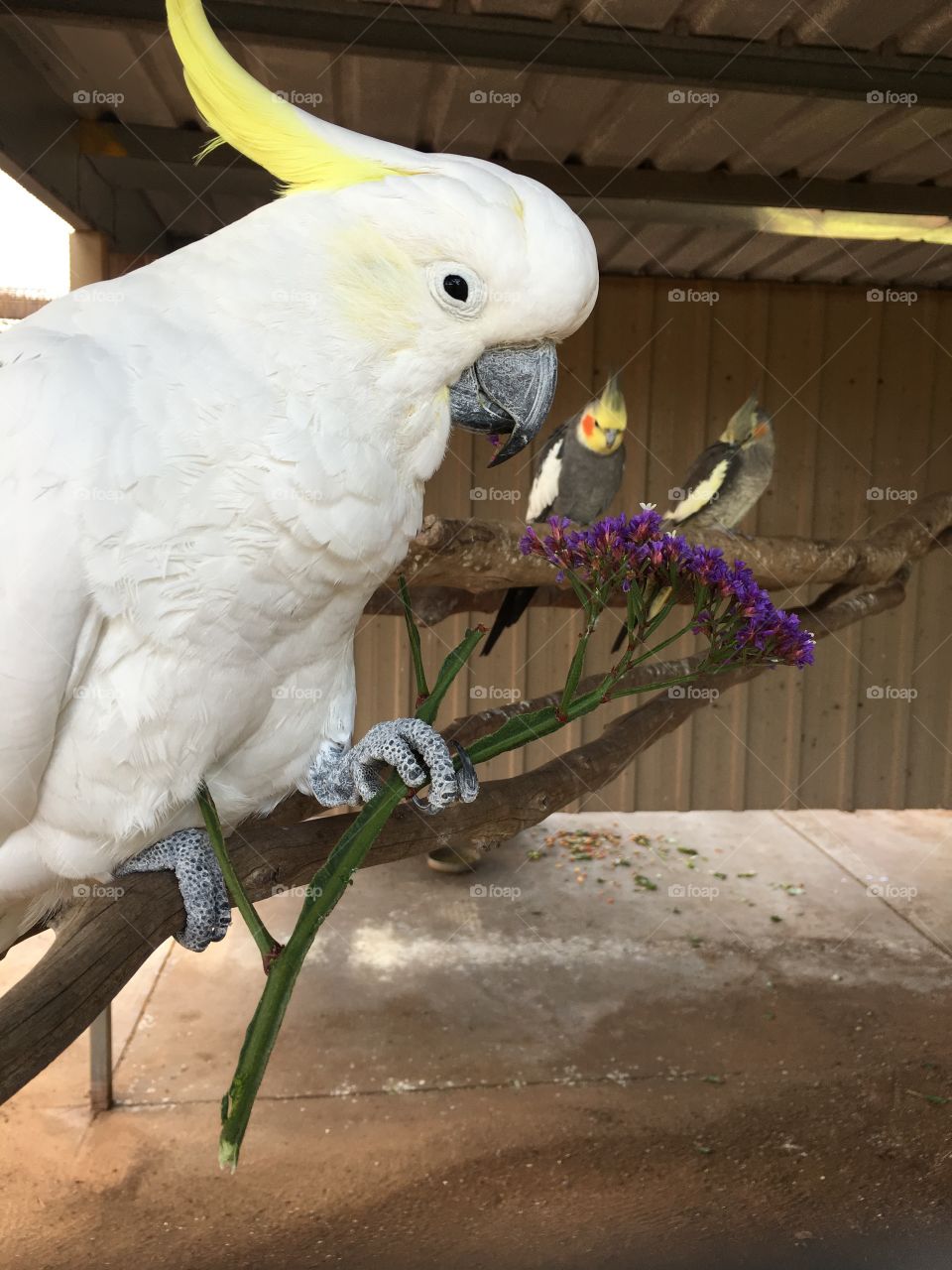 Large white Australian cockatoo parrot in captivity and holding a purple flower in claw while two cockatiels look on in background 