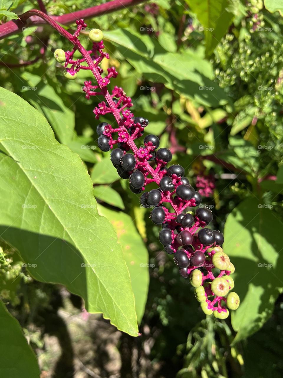 Pokeweed berries changing