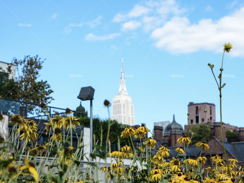 Views of the Empire State Building from the High Line in NYC 
