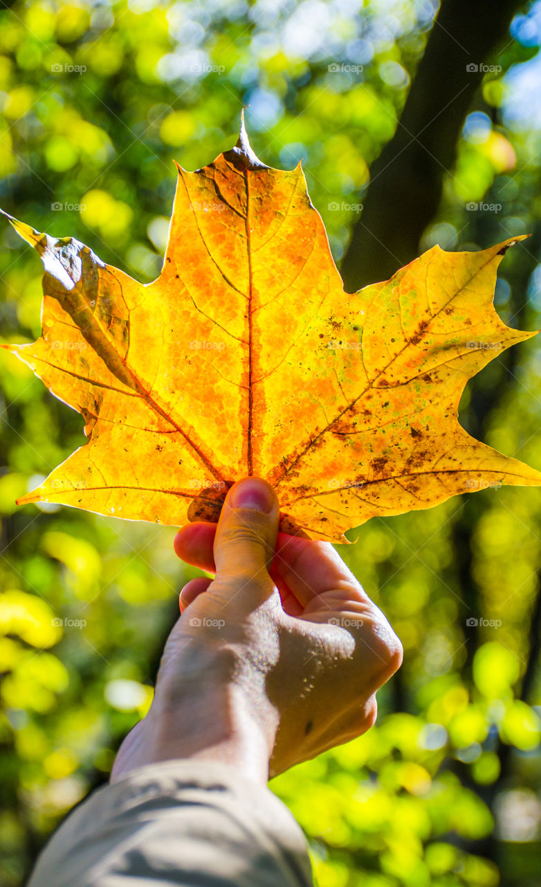 autumn leaf