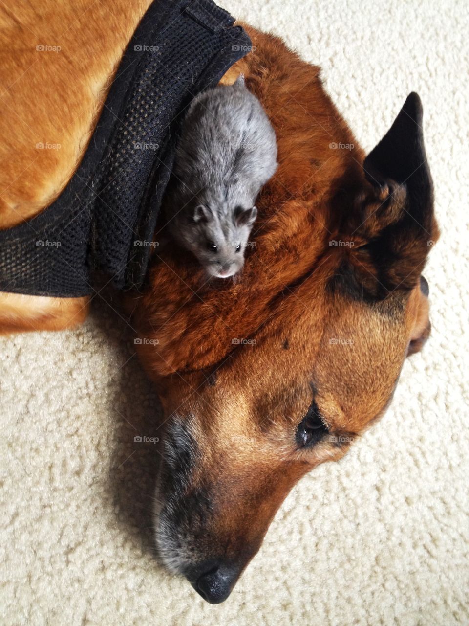 Rat and dog resting together