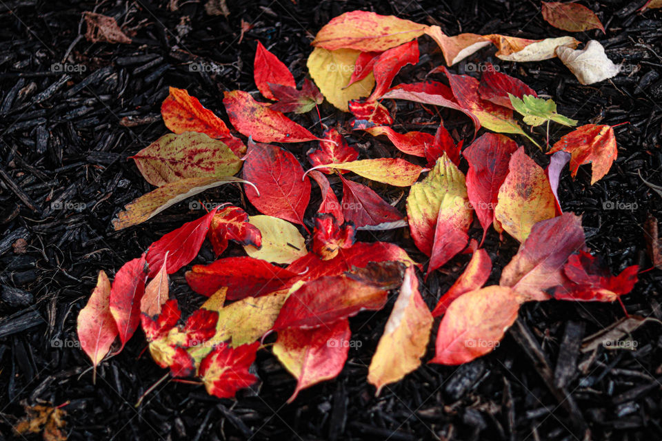 bright beautiful red and yellow fall laeaves