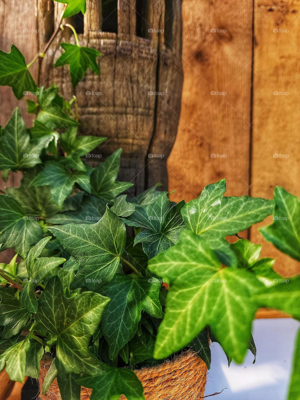 Ivy house plant