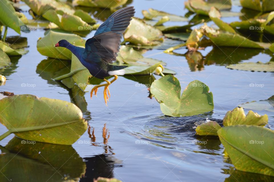 Exotic bird flying in marsh