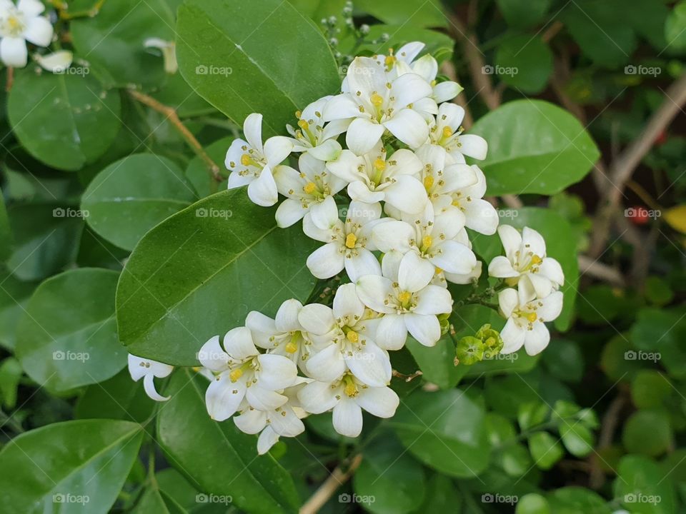 the beautiful flowers