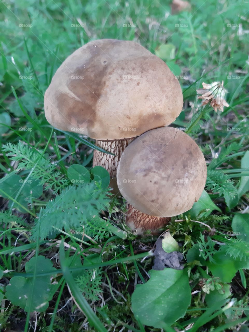 mushrooms
